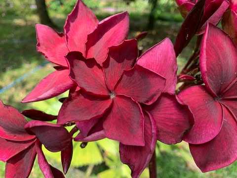 Summer Night- New for 2026- ROOTED Plants - Image 9