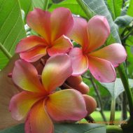 Tropical Tangerine/Sunburst Glory/ Roscoe