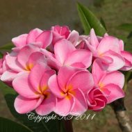 Supranee Pink- 5 seeds