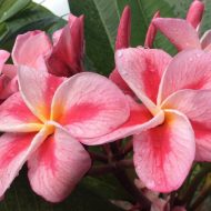 Sweet Valentine (Nui)- LIMITED!