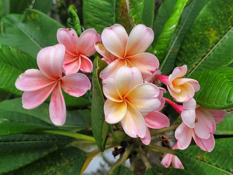 Sweet Heart- New Release for 2026. Rooted Plants - Image 2