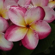 Sweetheart-  5 Seeds