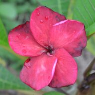 Tropical Aurora seedling--Exclusive & Unique---5 seeds