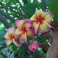 Tawan Yorsang- LIMITED!!