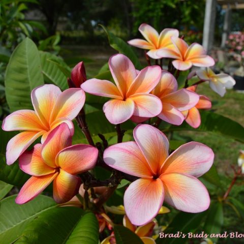 Plumeria Seeds – Brad's Buds and Blooms