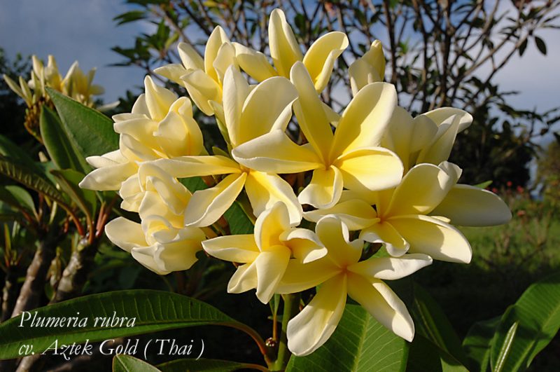 Triple Variety Grafted Plants! Thee colors on ONE Tree! - Image 2