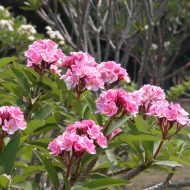 Thai Belle Vista- NEW and Limited!