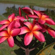 Thai Mango Blush- 5 seeds RARE!