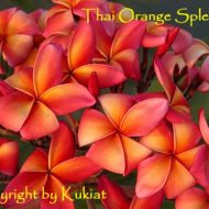 Thai Orange Splendour- 5 Seeds  VERY SCARCE!