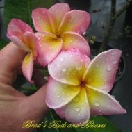 Thai Peach- 5 seeds--VERY LIMITED