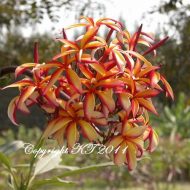 Thai Pinwheel Rainbow