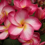 Thai Rimfire- 10 seeds