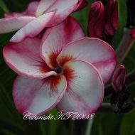 Thai Tornado/ 4606--- 5 seeds  RARE