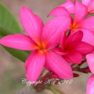 Thornton Firecracker