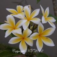 Thornton Gold Dust- 5 Seeds