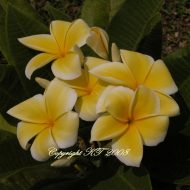 Thornton Lemon Drop- 5 Seeds