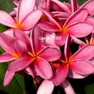 Thornton Lilac- 5 seeds