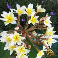 Tinkerbelle- RARE and Unique Beauty! One Plant Only!