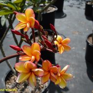 Tobas Fire-  5 seeds  RARE!