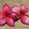 Copper/Tong Daeng