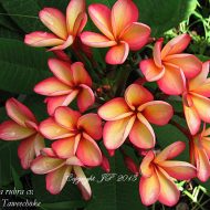 Thong Taweechoke- A Compact Beauty!