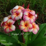 Tong Taweekhun- Compact and Gorgeous!