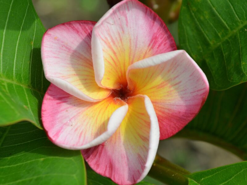 Tropical Aurora Seedlings- 10 seeds