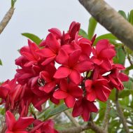 Tropical Breeze- 5 Seeds- LIMITED!