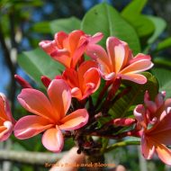 Tropical Tangerine/ Sunburst Glory- 5 seeds--Very Limited!