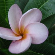 "True Blue'- North Queensland Blue