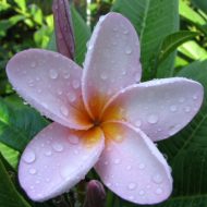 True Blue- RARE 5 Seeds