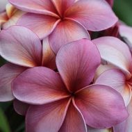 SJ Twilight- New for 2017!