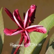 Twizzler- Rare-- 5 Seeds