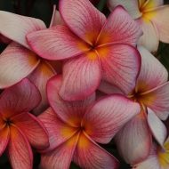 Udorn Sunrise- SALE!