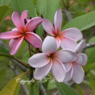Large Unnamed Purple- 5 Seeds