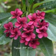 Vajrayana Maroon- 5 seeds- new for 2015!