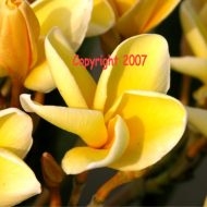 Vera Cruz Lutica- 5 seeds-Rare!