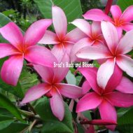 Wantanabee #3-- 5 Seeds