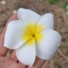 White Christmas- 5 seeds- NEW & Limited - Image 2