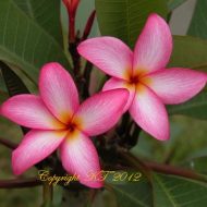 White Lightning- NEW/Exclusive- 5 Seeds