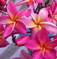 Yala (AKA Petch to Nui)