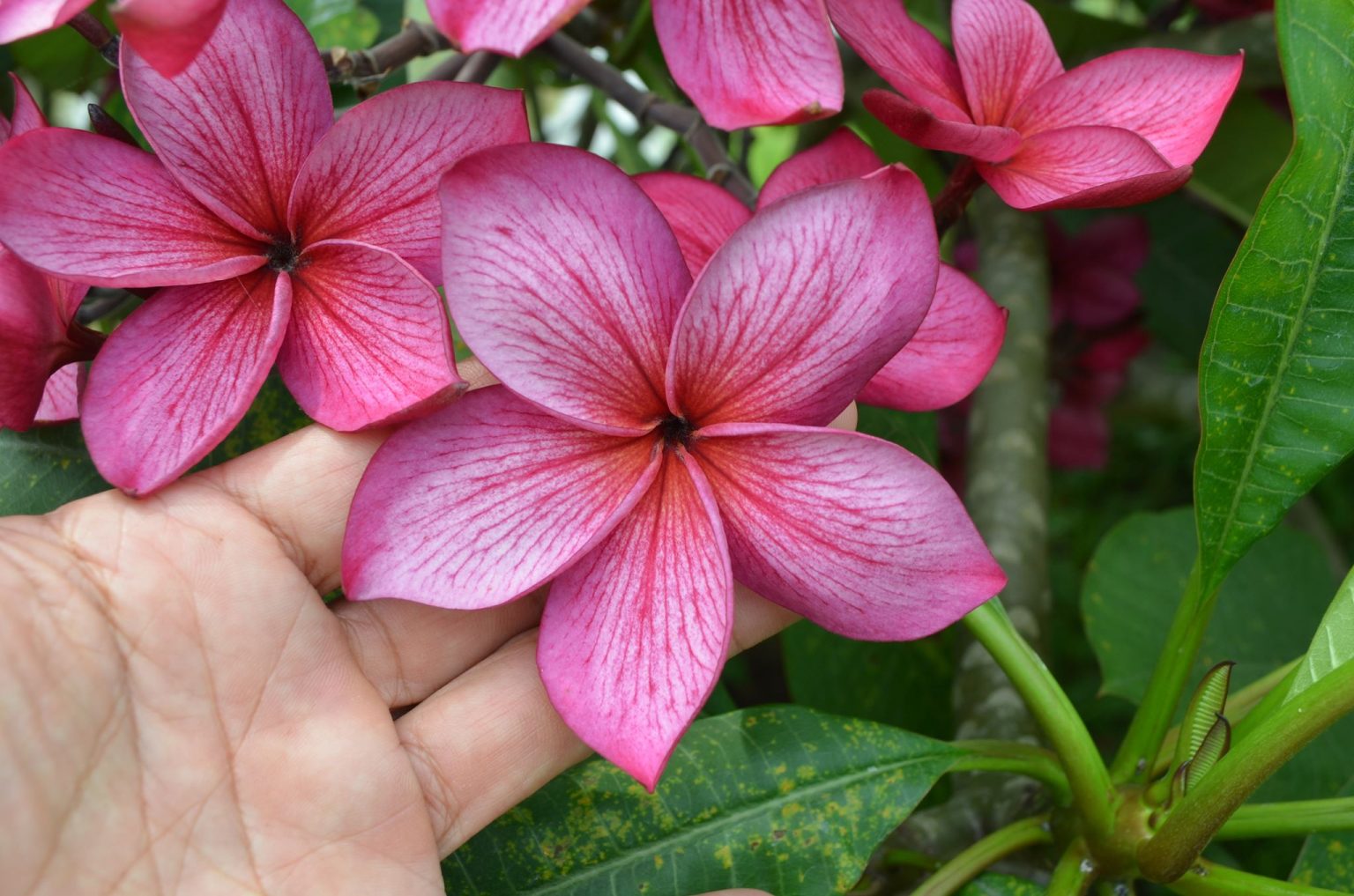 Amazonus Brad's Buds and Blooms