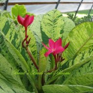 Anyamani Variegated Plumeria