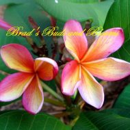 Fruit Salad Caboulture