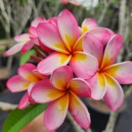 Aussie Blush- 5 Seeds