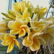 Lueang Sangeam- 5 Seeds-- LIMITED quantities