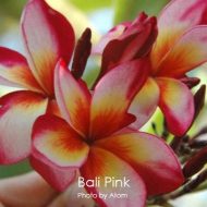 Bali Pink- New & Limited!- LAST ONE!