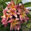 Banana Split- New for 2025 From Kukiat! HUGE FLOWERS! - Image 2
