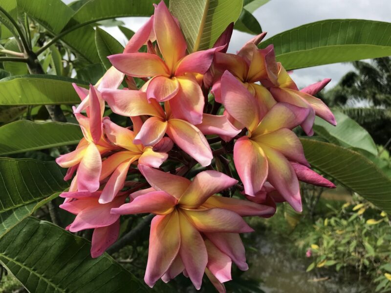 Banana Split- New for 2025 From Kukiat! HUGE FLOWERS! - Image 2