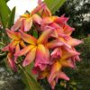 Banana Split- New for 2025 From Kukiat! HUGE FLOWERS! - Image 3